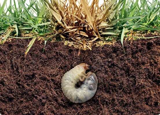 Dr. Botani | Engerlingen