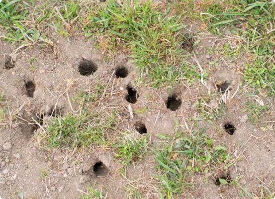 Dr. Botani - gaten in je gazon / woelmuis of woelrat holen herkennen