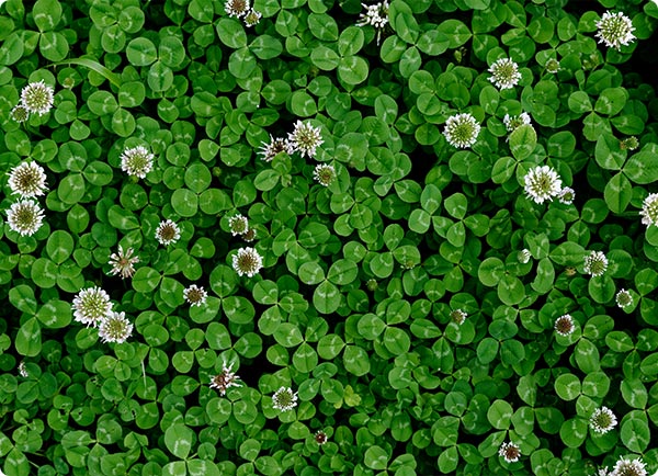 Dr. Botani - Klaver in je gazon.