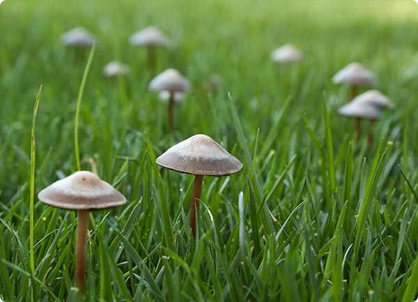 Dr. Botani - Paddenstoel in je gazon.