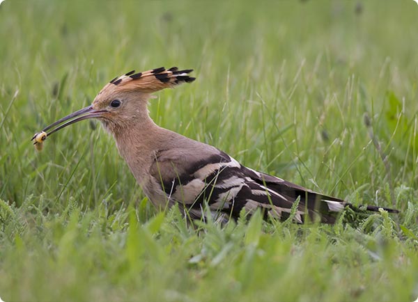 vogels op je gazon door plaagdieren