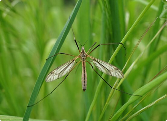 Dr. Botani | Langpootmug in het gras. Larve langpootmug bestrijden om schade te voorkomen.