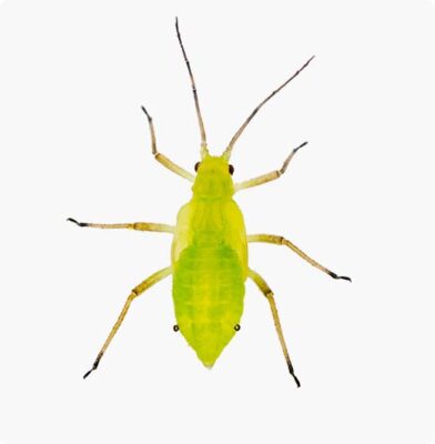 Dr. Botani | bladluis