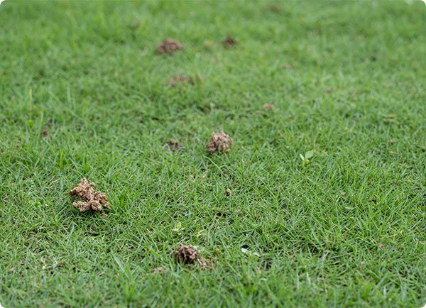 Dr. Botani | Gazonschade door wormen.