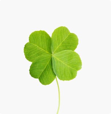 Dr. Botani | Klavertje vier.