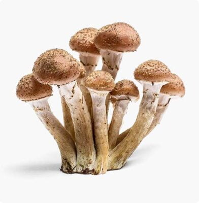 Dr. Botani | Paddenstoelen