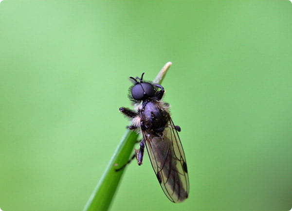 Dr. Botani | Varenrouwmug op gras.