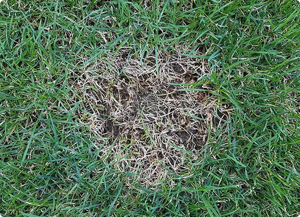 Dr. Botani | Voetrot omvalziekte Pythium closeup.