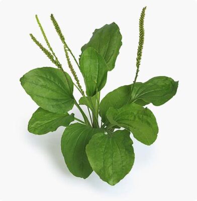 Dr. Botani | Weegbree