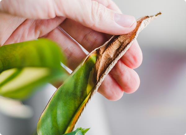 Dr. Botani | Een kamerplant met een beschadigd blad.