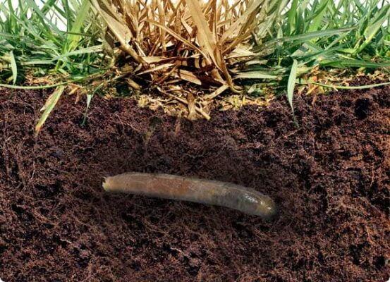 Dr. Botani | Emelten bestrijden onder het gazon.