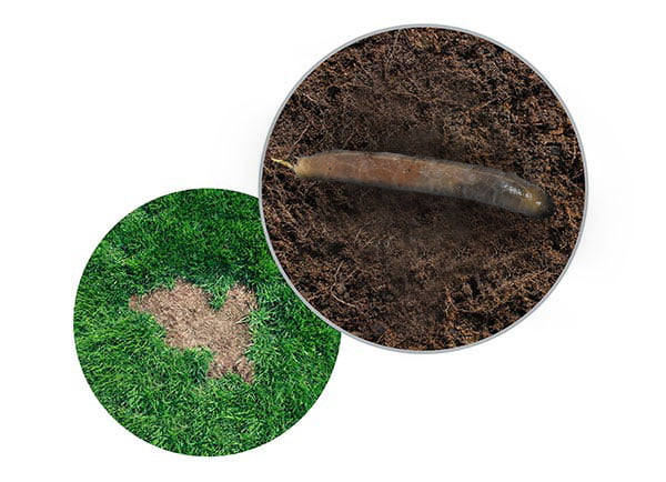Dr. Botani | Emelten bestrijden onder het gazon.