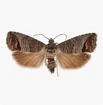 Dr. Botani | fruitmot