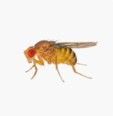 Dr. Botani | fruitvliegjes vangen