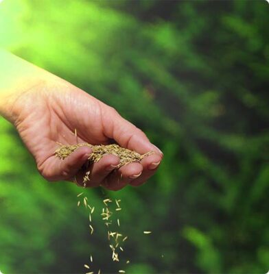 Gras zaaien volgens stappenplan | Dr. Botani