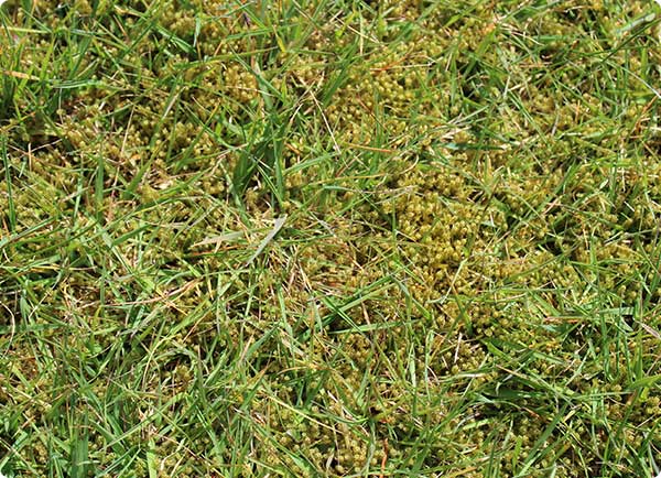 Dr. Botani | Mos in gazon