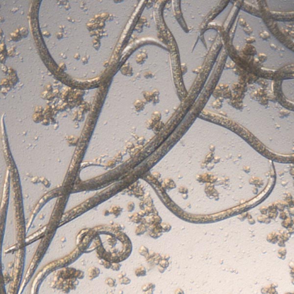 Dr. Botani | aaltjes extreem uitvergroot onder de microscoop.