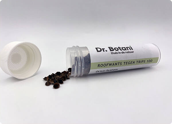 Trips bestrijden met roofwants | Dr. Botani