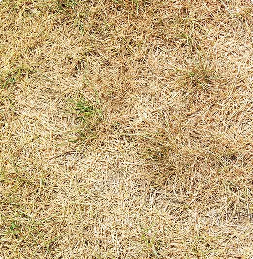 Dr. Botani | Uitgedroogd gras.