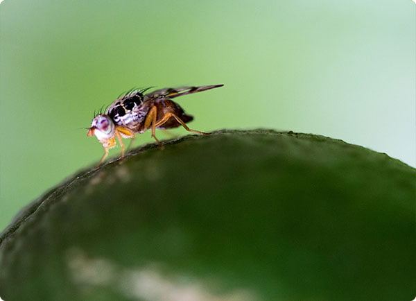 fruitvliegjes vangen met biologische val | Dr. Botani