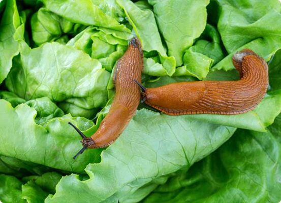 Naaktslakken op sla bestrijden