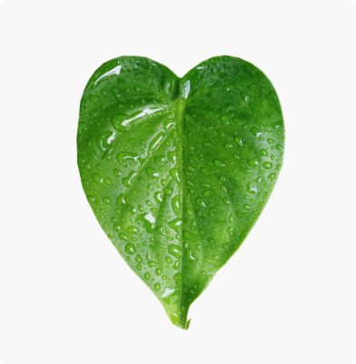 Dr. Botani | Plakkerig blad