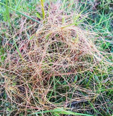 Dr. Botani | Rode draden in gras.