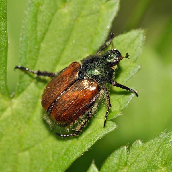 Dr. Botani Rozenkever gazon Engerlingen