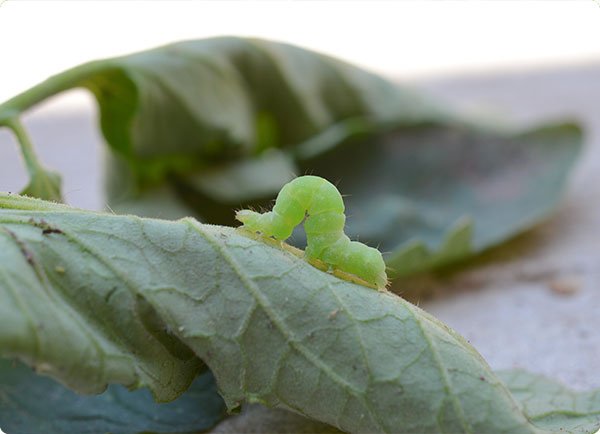 Dr. Botani | Rups in moestuin.