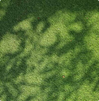 Dr. Botani | Schaduw op gras.