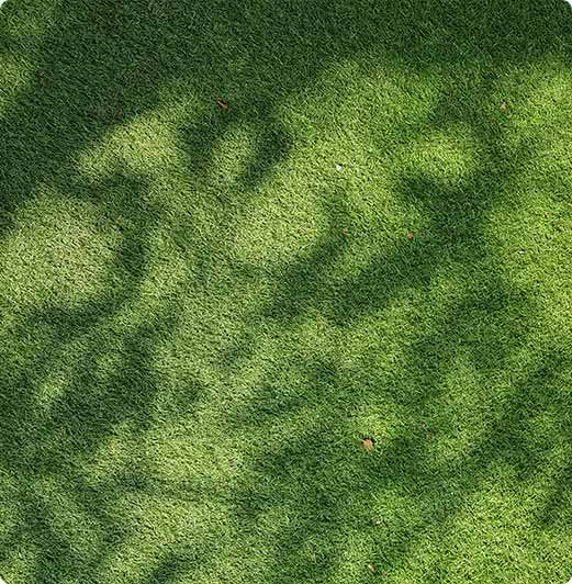 Dr. Botani | Schaduw op gras.