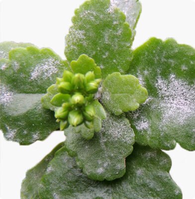 Dr. Botani | Schimmel blad kamerplant.