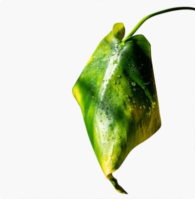 Dr. Botani | Blad hangt slap.