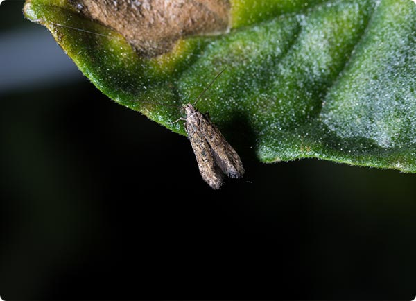 De tomatenmineermot bestrijden doe je het gemakkelijkste op biologische wijze | Dr. Botani