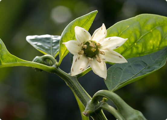 Trips in bloem paprika in moestuin | Dr. Botani