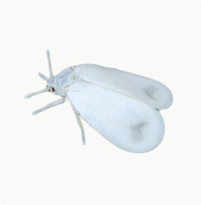 Witte vlieg herkennen | Dr. Botani