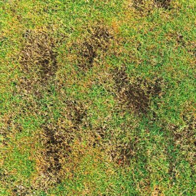 Dr. Botani | gazon kale plekken engerlingen meikever aaltjes