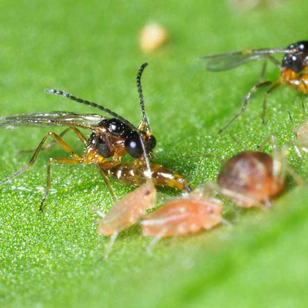 Bladluis bestrijden met sluipwesp - Afbeelding 2