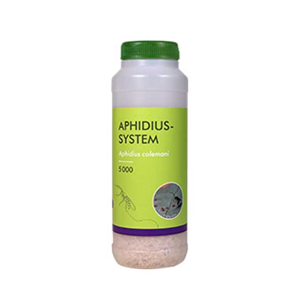 Sluipwesp om bladluis te bestrijden