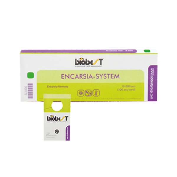 Dr. Botani | Kas witte vlieg biologisch bestrijden met Dr. Botani sluipwesp Encarsia formosa 100 kaartjes