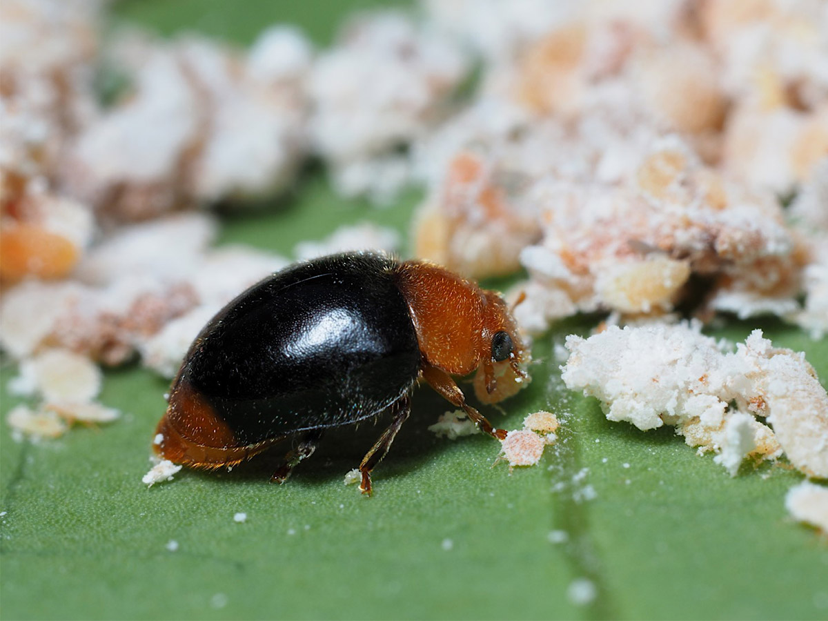 lieveheersbeestje tegen wolluis