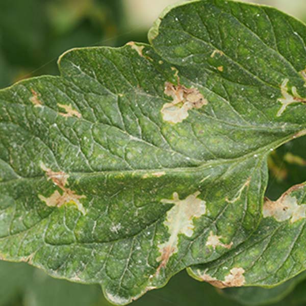 Dr. Botani | Tomatenmineermot blad schade