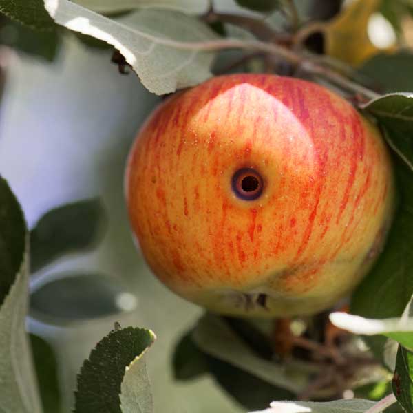 Fruitmot schade appel, gaatjes in appel, beestje in appel | Dr. Botani