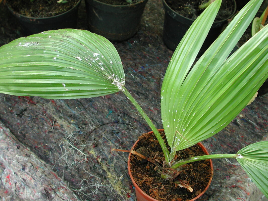 Plant met wolluis schade | Dr. Botani