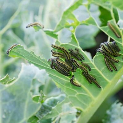 Rups biologisch bestrijden met aaltjes | Dr. Botani