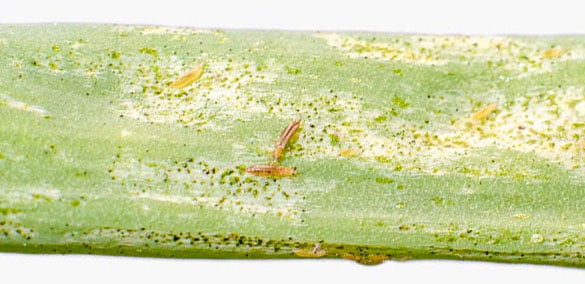 Dr. Botani | Trips in je plant