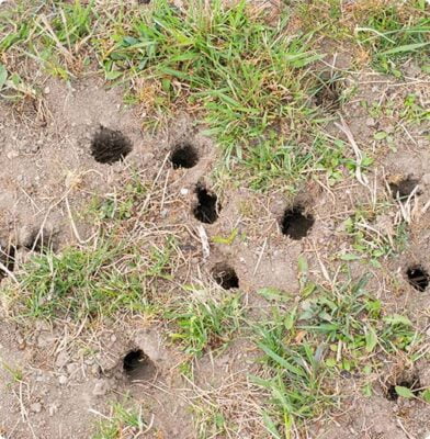 Dr. Botani | Gaten in je gazon woelmuizen