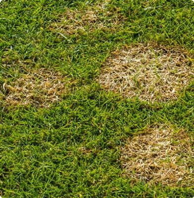 Dr. Botani | Gele plekken in je gazon