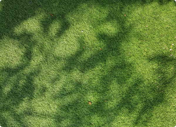 Dr. Botani | Gazon met schaduw