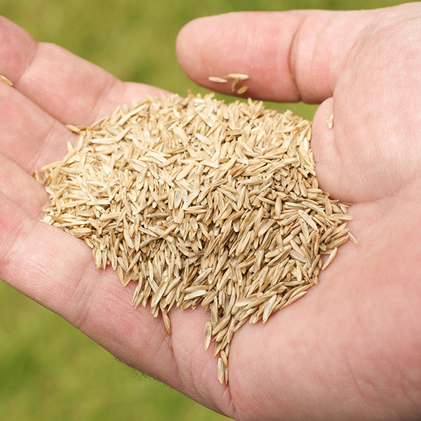 graszaad advanta hoveniers kwaliteit